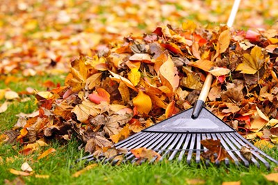 Fall Leaf Collection-Saturday, November 19th
