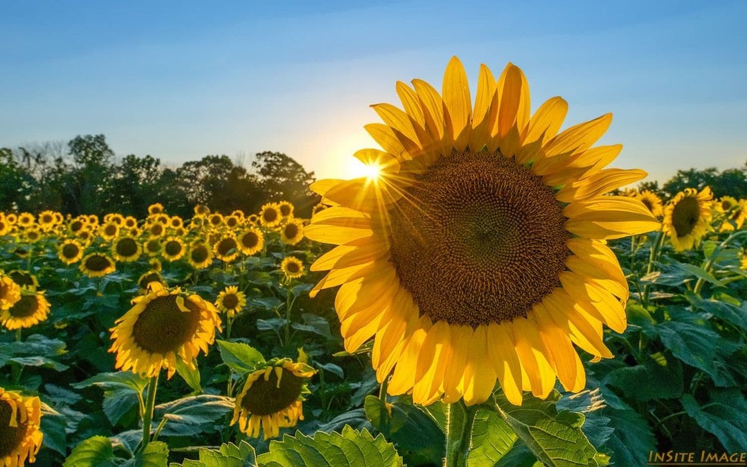 Late June e-Newsletter Now Available!
