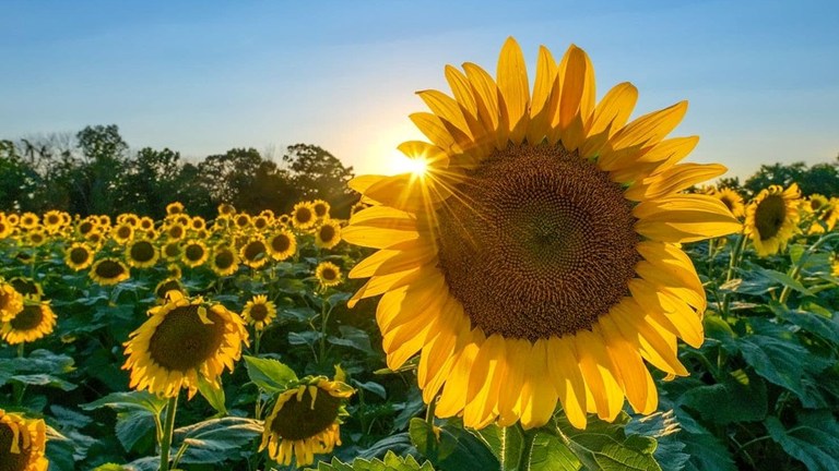 Late June e-Newsletter Now Available!