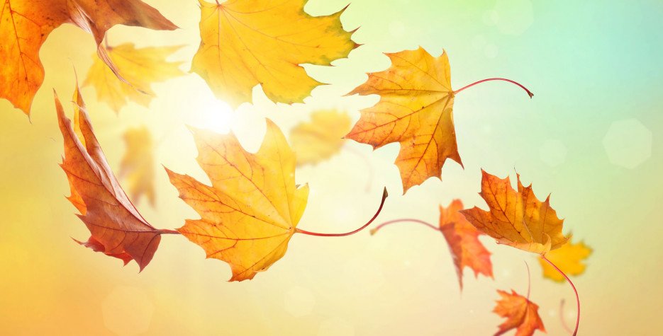 Spring Leaf Collection