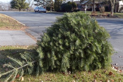 Curbside Christmas Tree Recycling