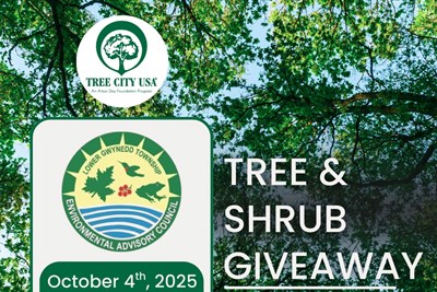 Tree Giveaway